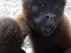 Wooley monkey Pinguino