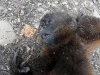 Wooley monkey Pinguino