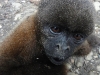 Wooley monkey Pinguino