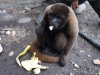 Wooley monkey Milton