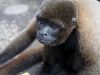 Wooley monkey Milton
