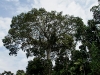 Ceiba tree - king of the jungle