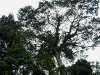 Ceiba tree - king of the jungle