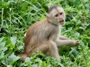 White capuchin Peter