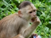 White capuchin Peter