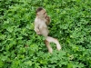 White capuchin Peter