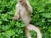 White capuchin Peter