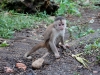 White capuchin Peter