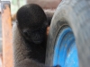 Wooley monkey