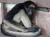 Spider monkey Lisa