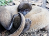 Wooley monkey
