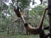 Coati and Wooley monkey