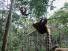 Coati and Wooley monkey