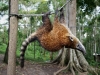 Coati