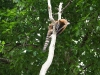 Coati