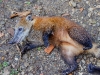 Coati