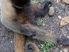 Wooley monkey