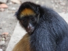 Spider monkey Lisa