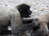 Wooley monkey
