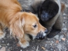 Best buddies