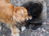 Best buddies