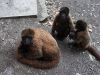 Wooley monkey