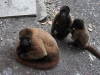Wooley monkey