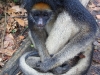 Spider monkey Lisa