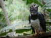 Harpy Eagle