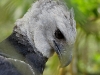 Harpy Eagle