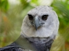 Harpy Eagle