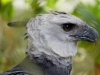 Harpy Eagle