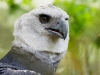 Harpy Eagle