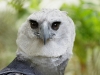 Harpy Eagle