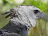 Harpy Eagle