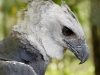 Harpy Eagle