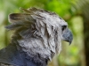 Harpy Eagle