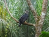 Harpy Eagle