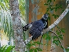 Harpy Eagle