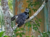 Harpy Eagle