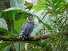 Harpy Eagle