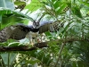 Harpy Eagle
