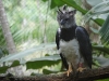 Harpy Eagle