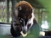 Coati