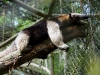 Anteater