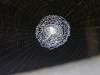 Spider web