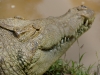 Crocodile