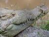 Crocodile