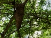 Termite nest