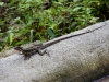 Lizard